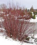 Red+twig+dogwood+shrubs