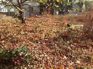 Fall leaf cleanup in Brookfield, New Berlin, Elm Grove, WI