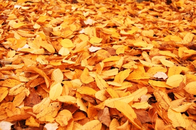 Managing fall leaves in Brookfield, WI