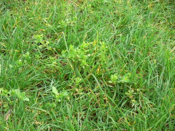 Lawn weeds in Brookfield, WI