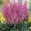 Astilbe-Chinese