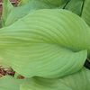 Plantain-Lily