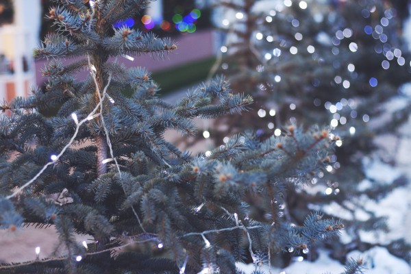 Christmas tree care tips in Brookfield and Elm Grove, WI
