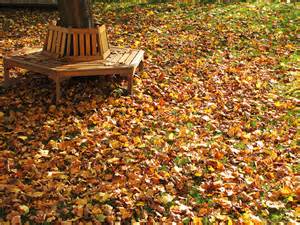 Fall leaves cleanup in Brookfield, Elm Grove WI