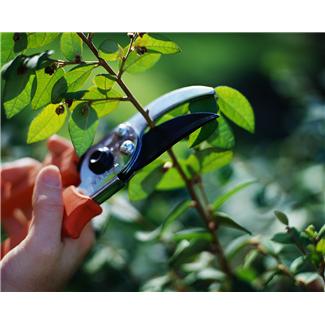 Summer plant pruning in Brookfield and Elm Grove, WI