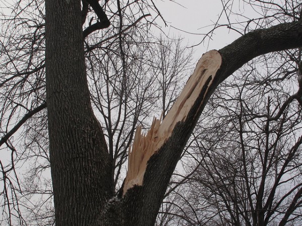 Tree pruning in Brookfield and Elm Grove, WI