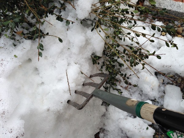 Winter plant damage in Brookfield and Elm Grove, WI
